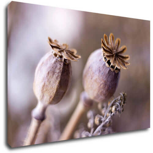 Bild Dry Poppy flower - 60 x 40 cm