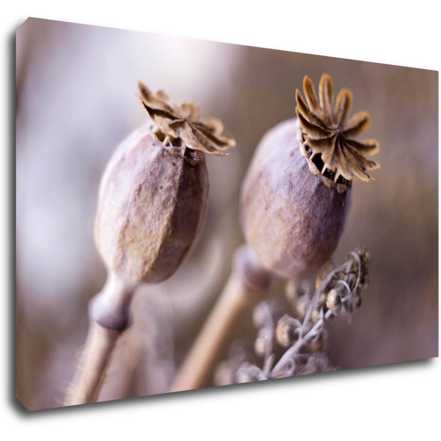 Bild Dry Poppy flower - 50 x 30 cm