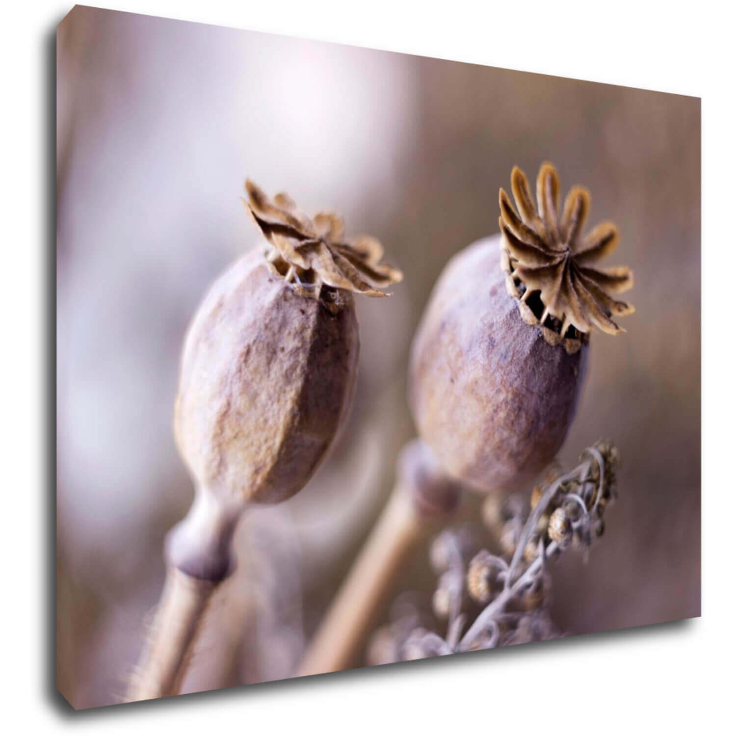 Bild Dry Poppy flower - 70 x 50 cm
