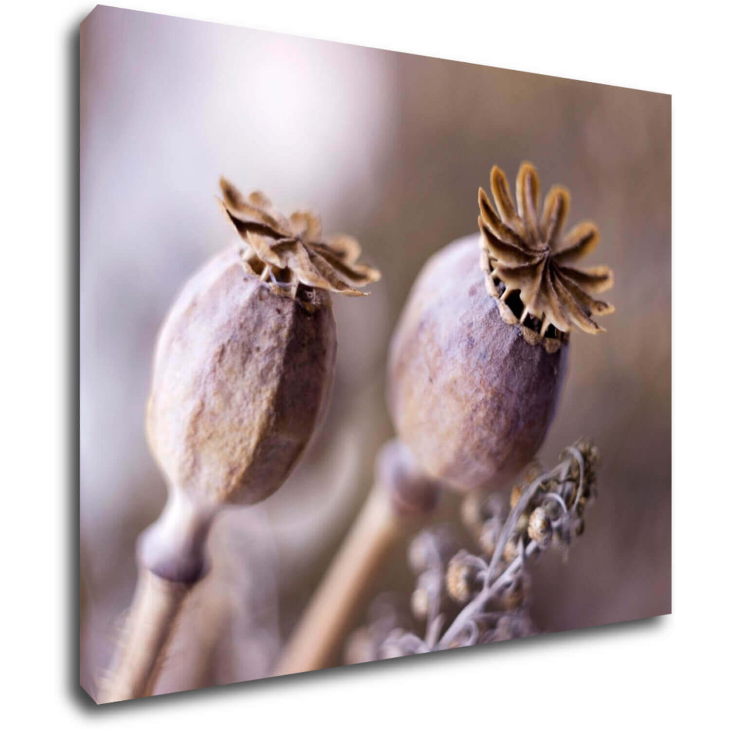 Bild Dry Poppy flower - 90 x 70 cm