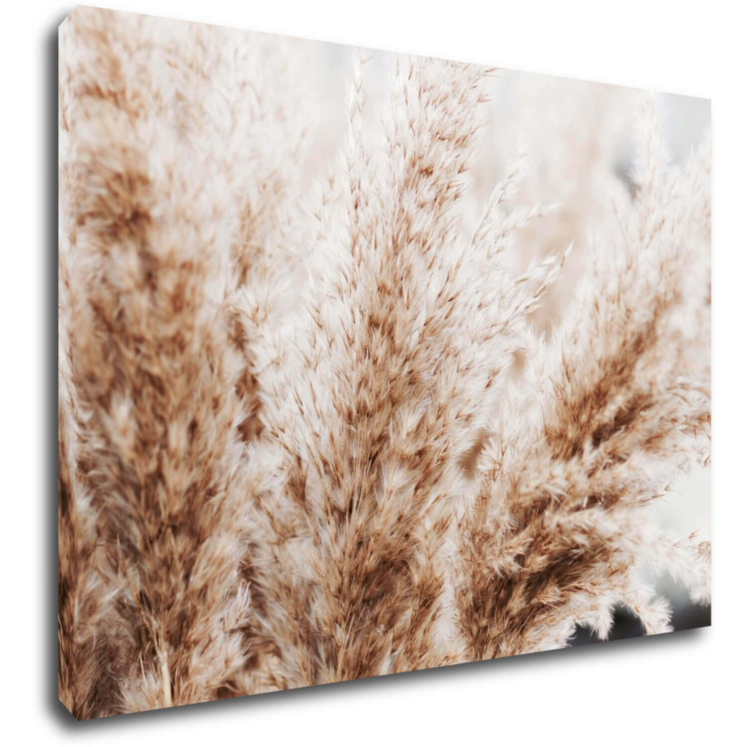 Bild Dry flowers detail - 70 x 50 cm