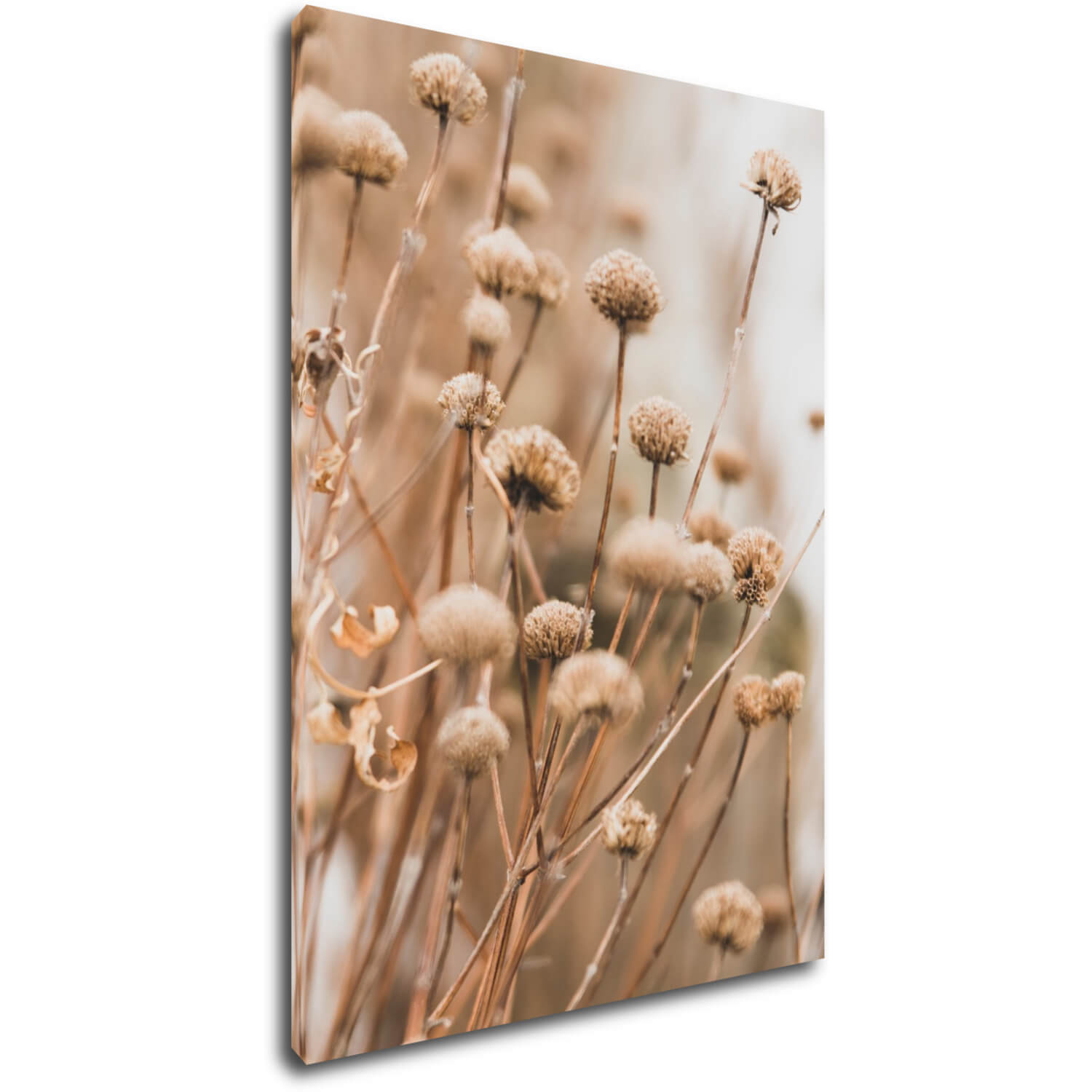 Bild Scandinavian style dry grass - 50 x 70 cm