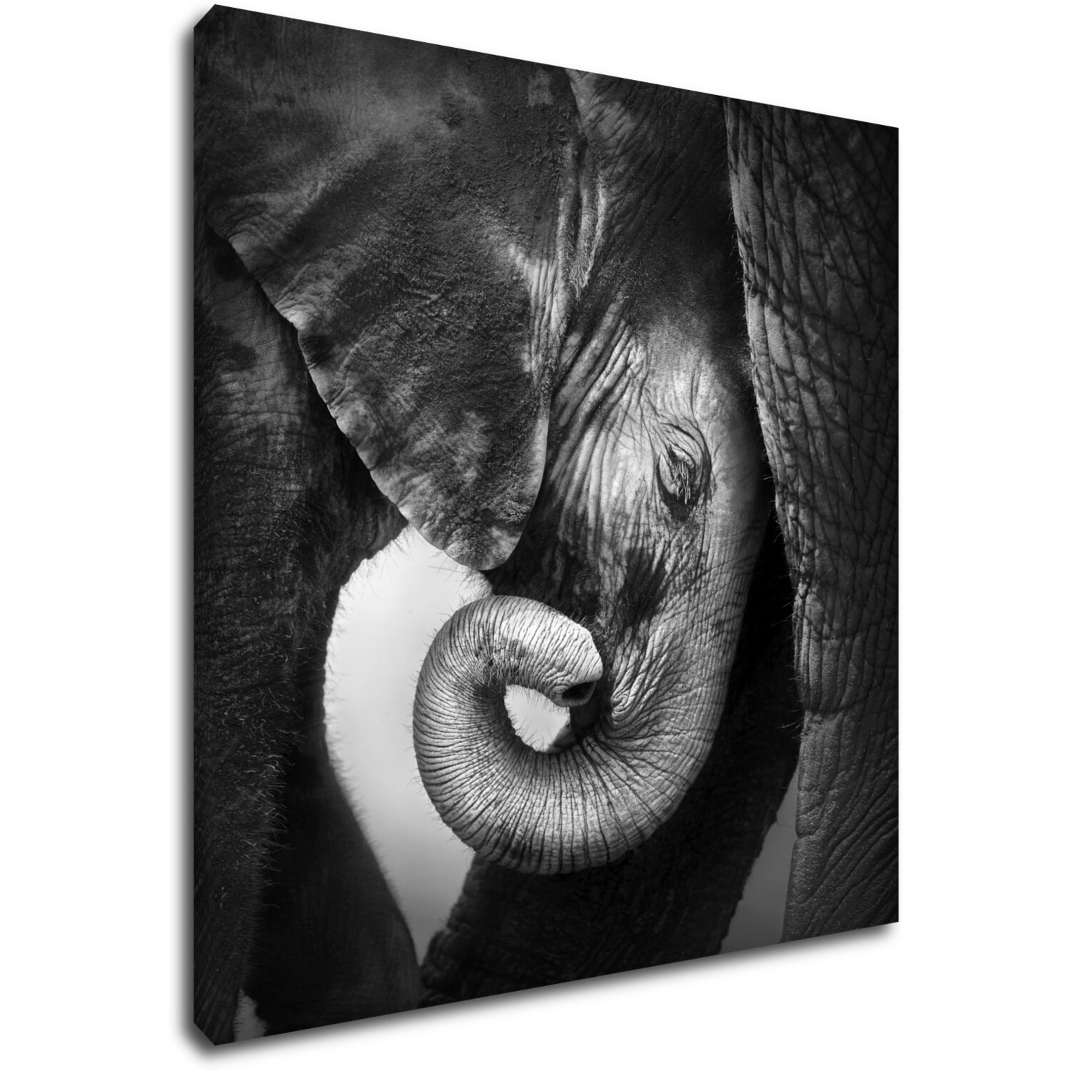 Bild Elephant black and white - 90 x 90 cm