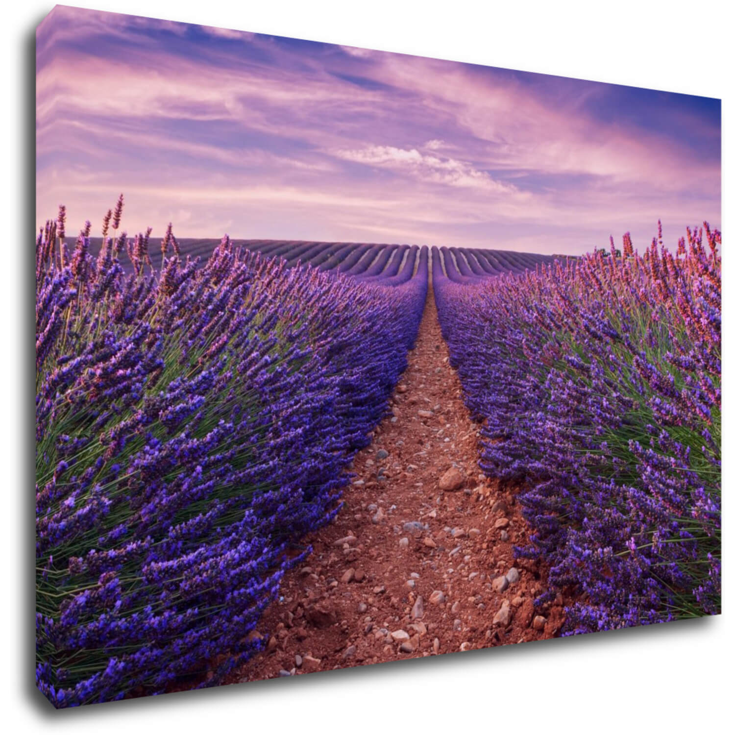 Bild Lavender field - 60 x 40 cm