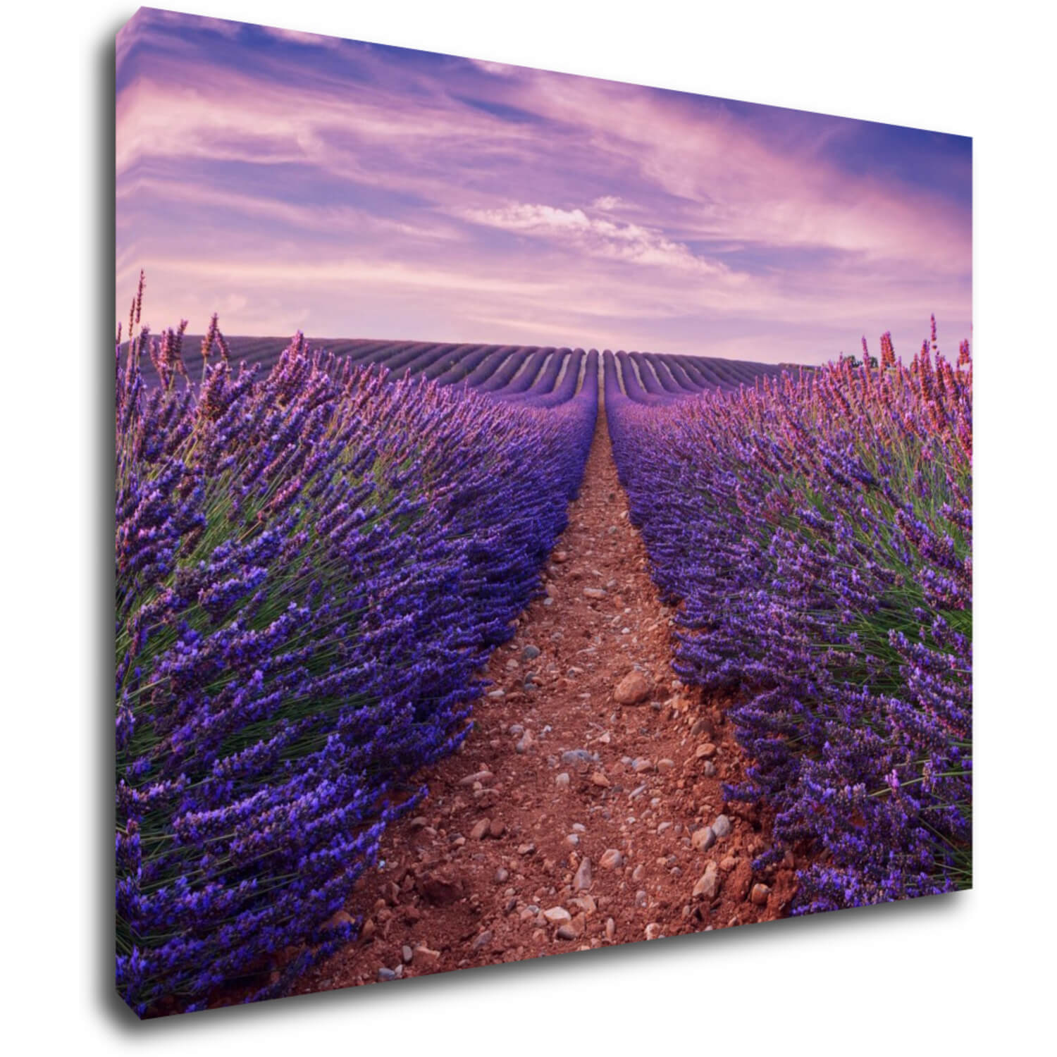 Bild Lavender field - 90 x 70 cm