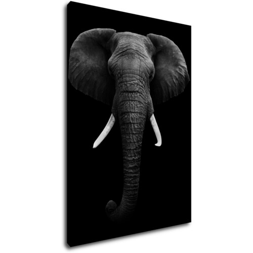 Bild Elephant dark
