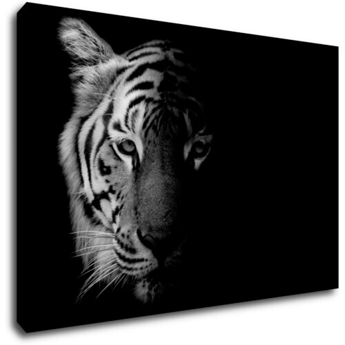 Bild Tiger black and white