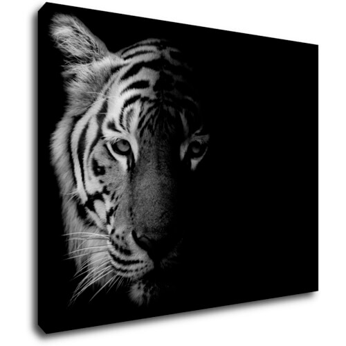 Bild Tiger black and white - 90 x 70 cm