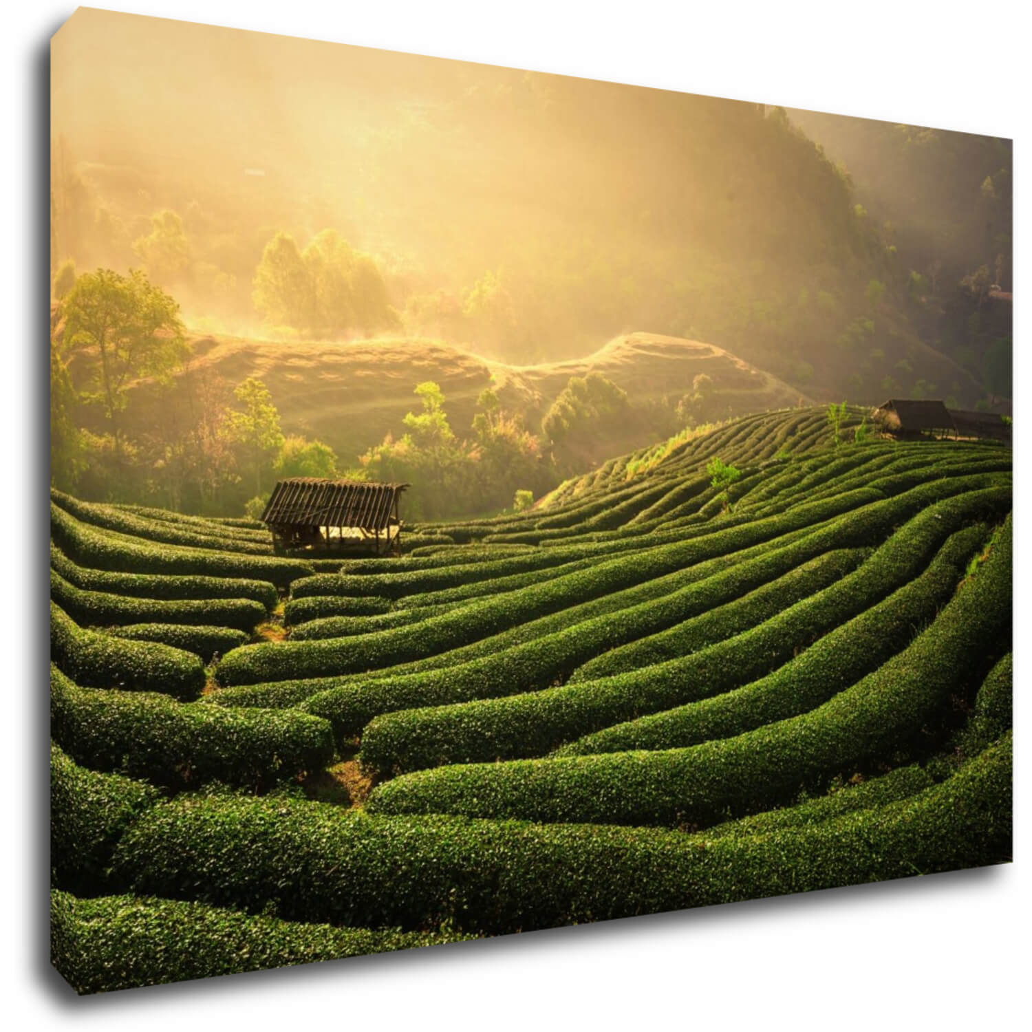 Bild Sunrise On The Tea Plantation - 60 x 40 cm