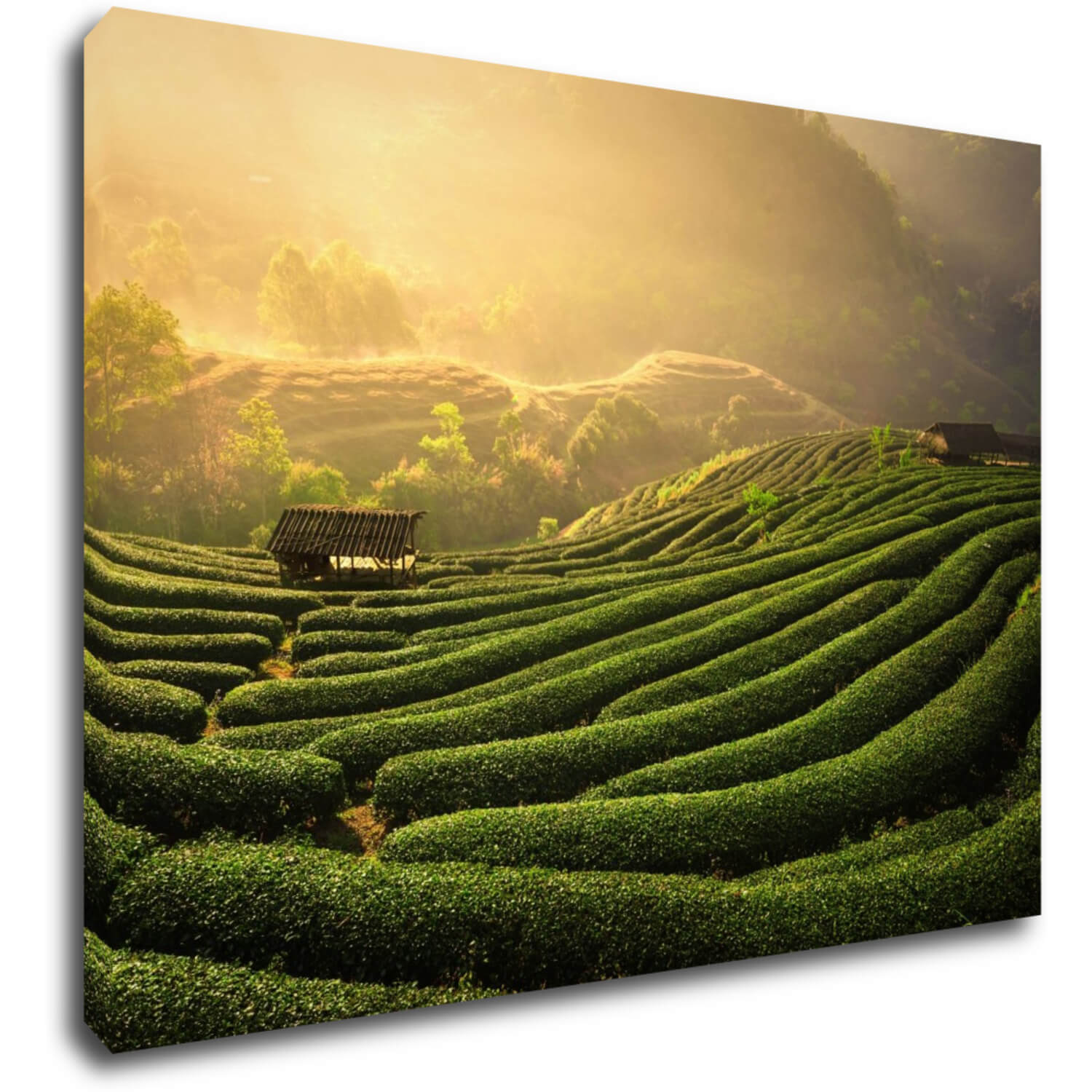 Bild Sunrise On The Tea Plantation - 70 x 50 cm