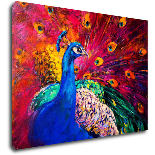 Bild Colorful Peacock - 70 x 50 cm