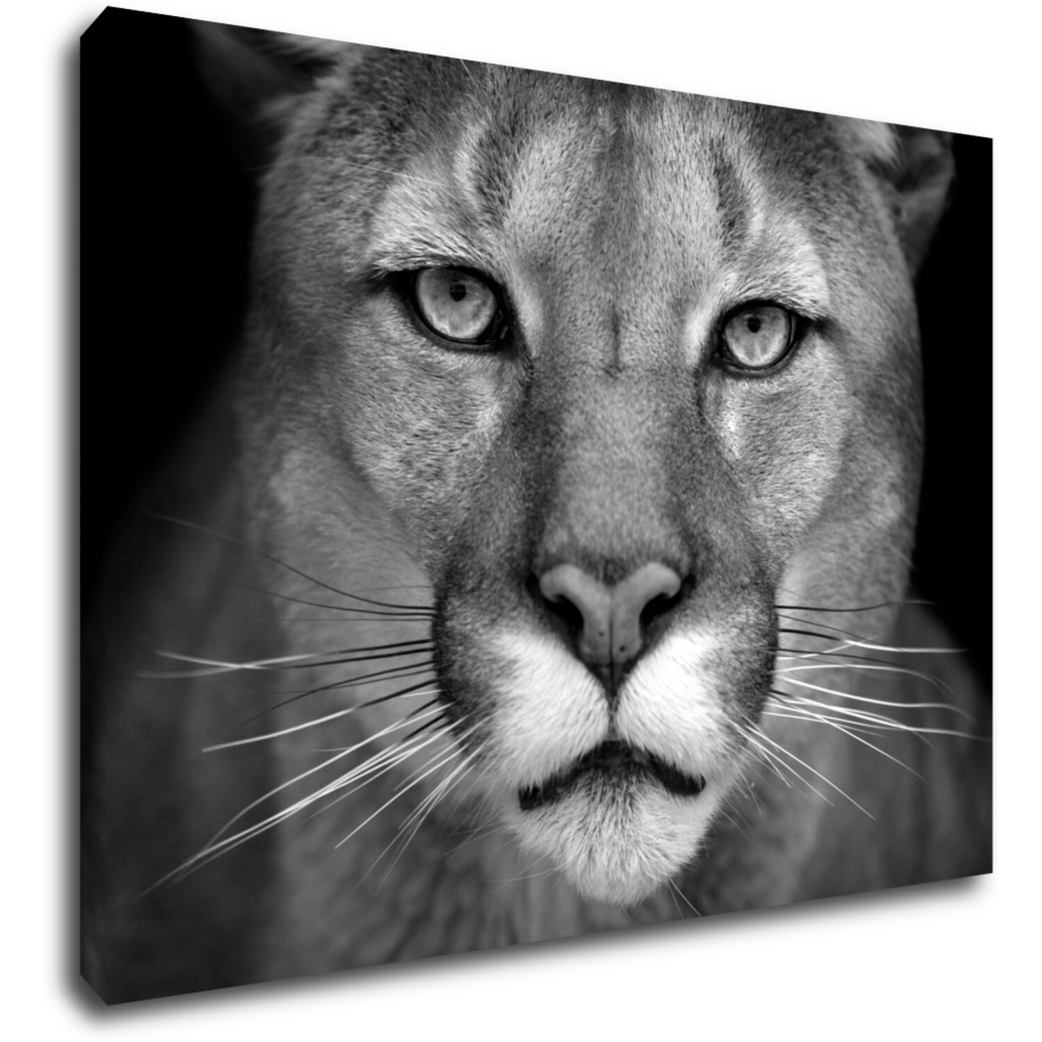Bild Beast - 70 x 50 cm