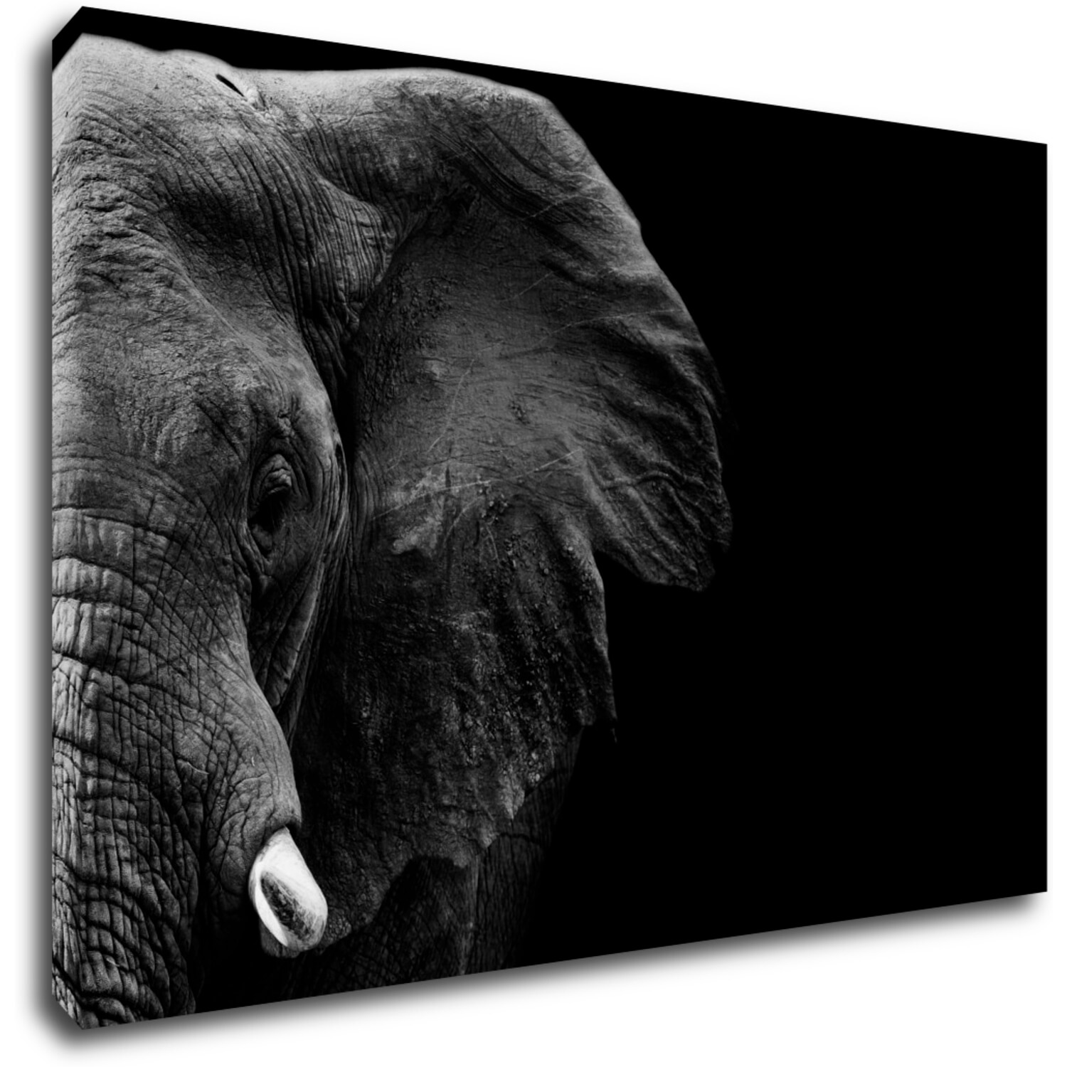 Bild Elephant black background - 90 x 60 cm