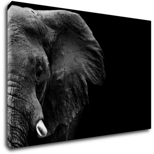 Bild Elephant black background