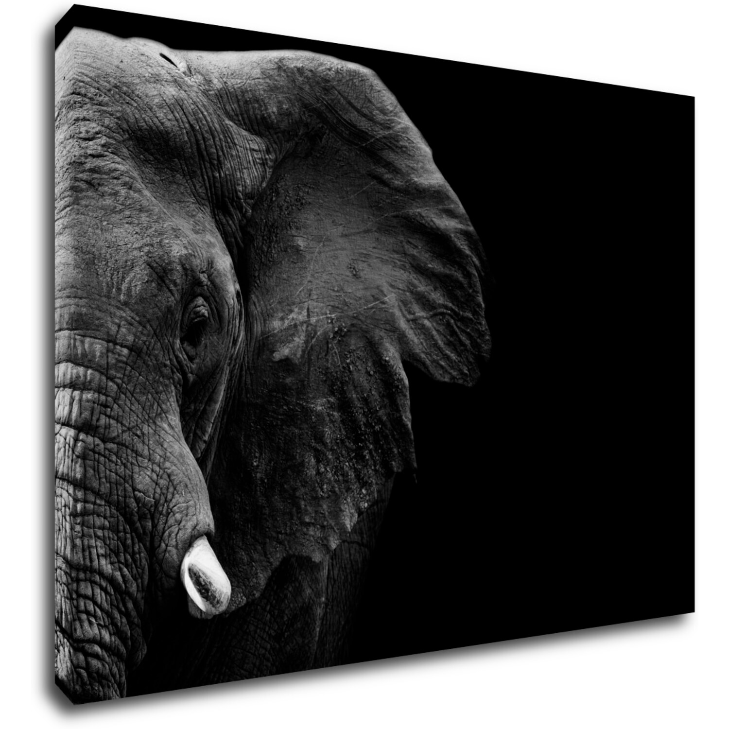 Bild Elephant black background - 70 x 50 cm