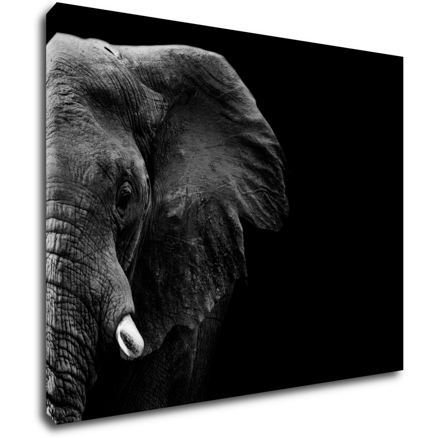 Bild Elephant black background - 90 x 70 cm