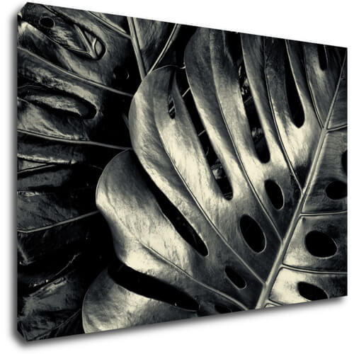 Bild Black and white leafs