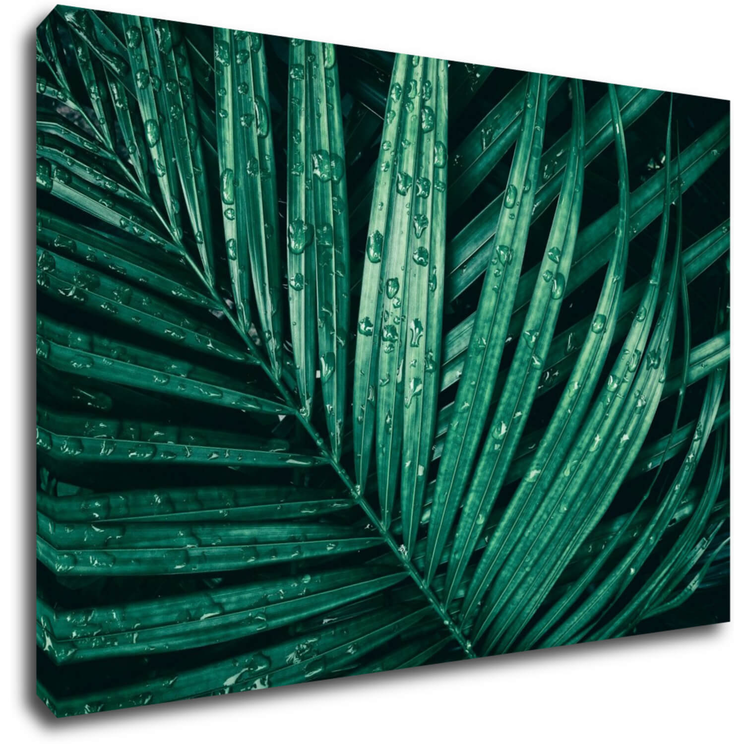 Bild Green leaf with drops of water - 60 x 40 cm