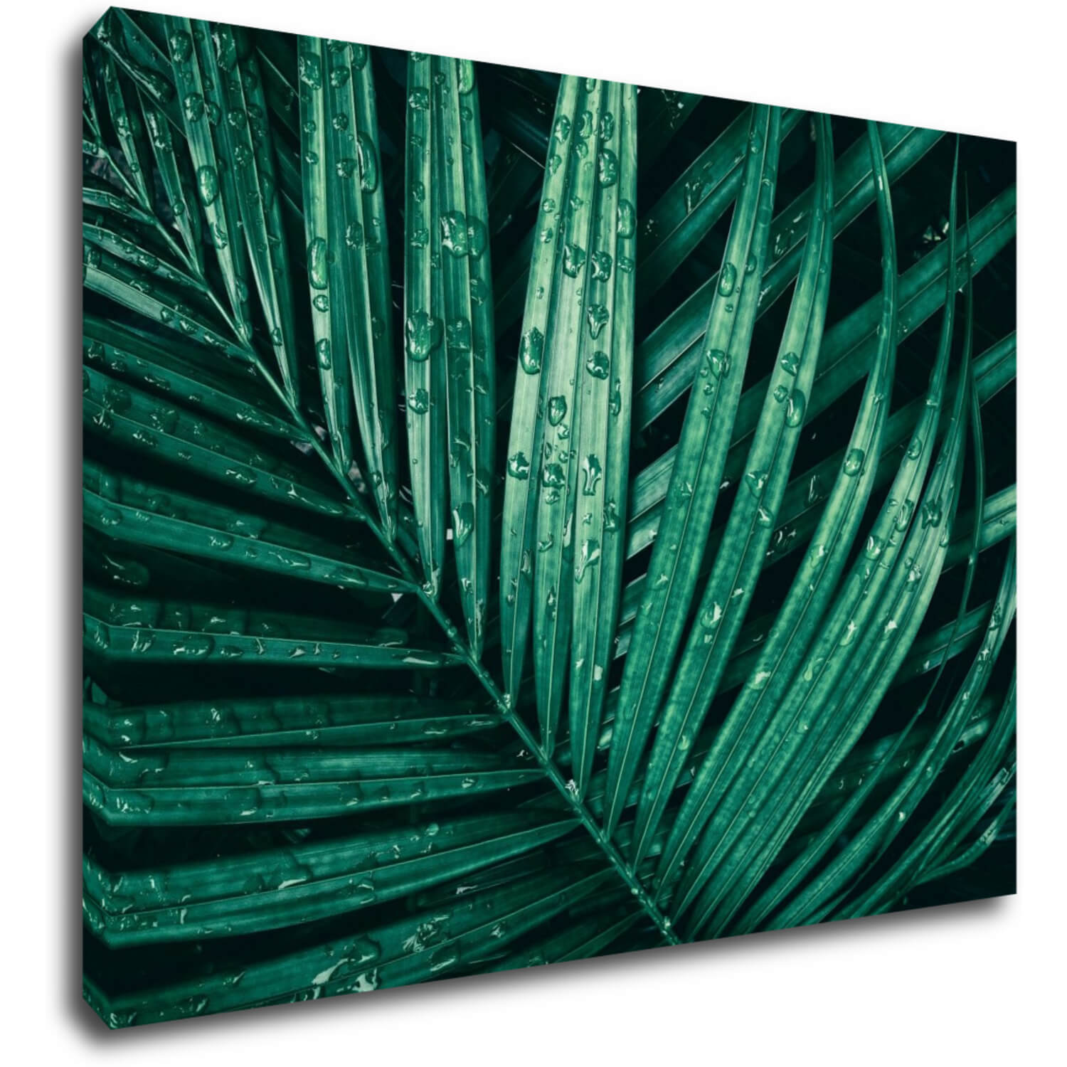 Bild Green leaf with drops of water - 70 x 50 cm