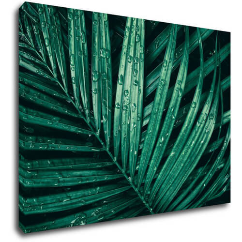 Bild Green leaf with drops of water - 70 x 50 cm