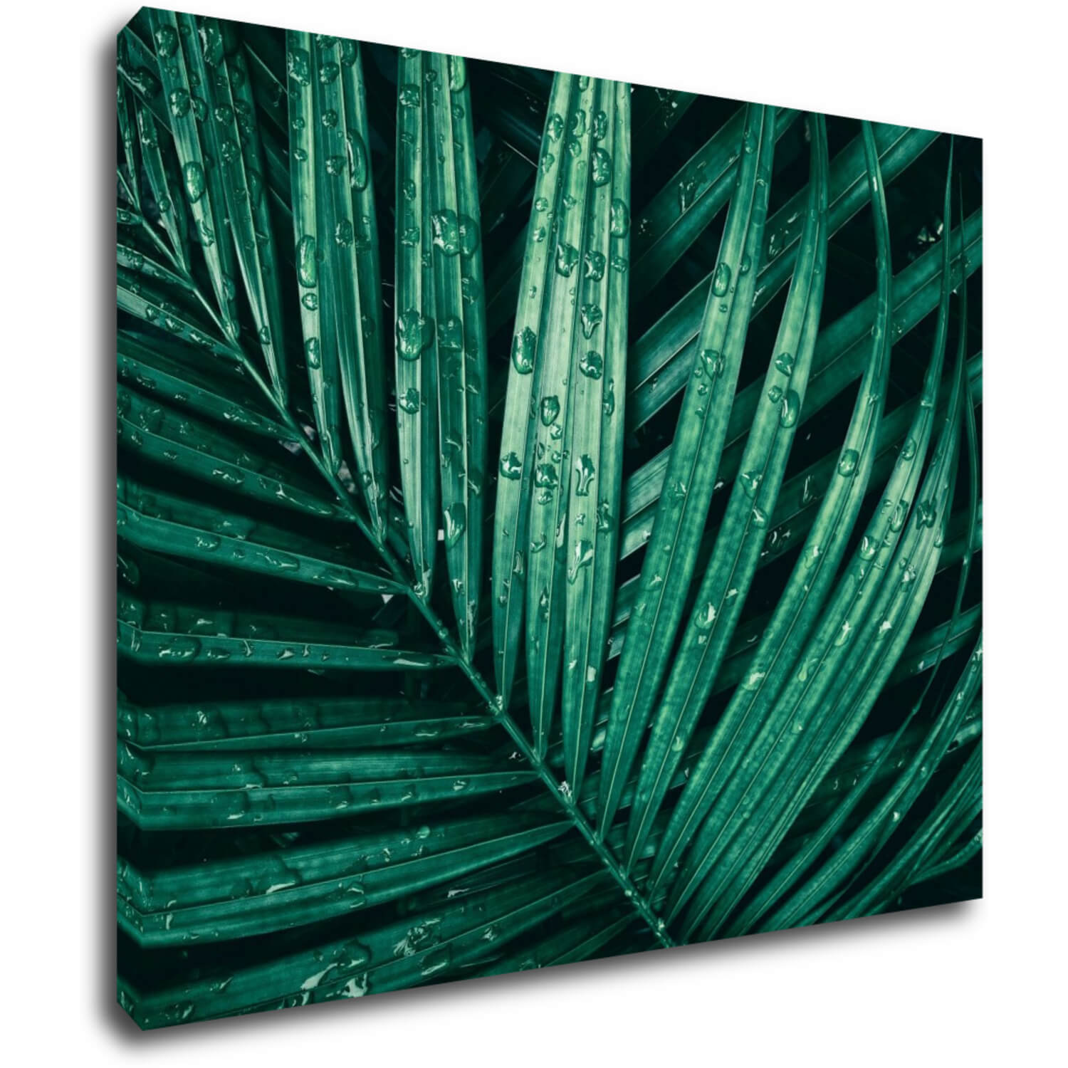 Bild Green leaf with drops of water - 90 x 70 cm