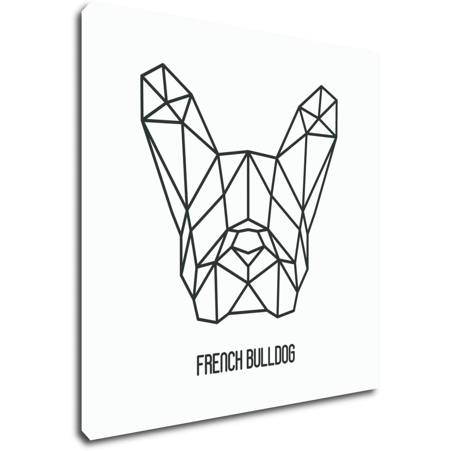 Bild French Bulldog White Background - 70 x 70 cm