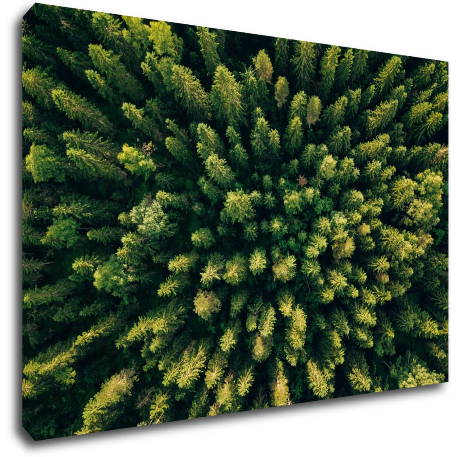 Bild Forest - 90 x 60 cm