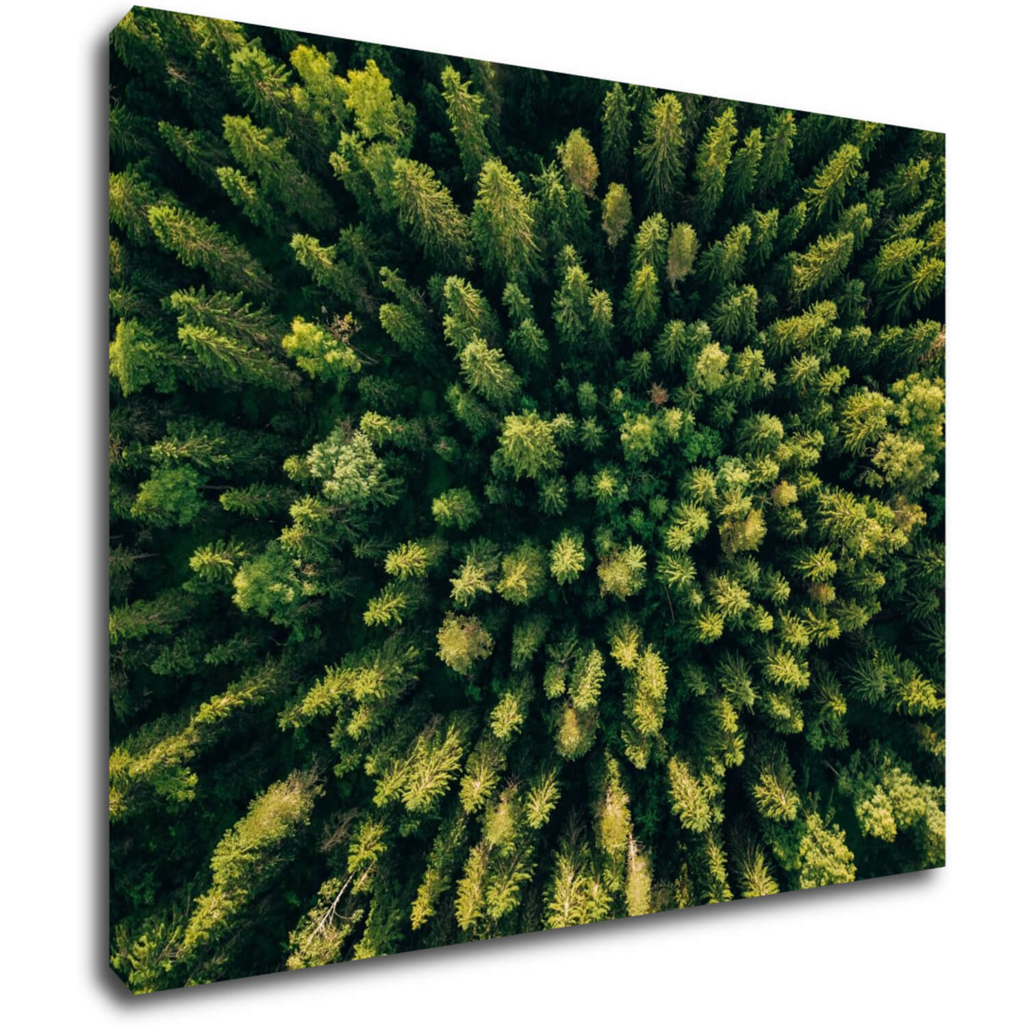 Bild Forest - 90 x 70 cm