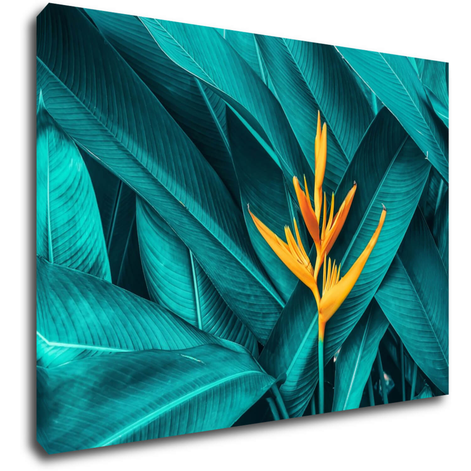 Bild Orange blossom - 70 x 50 cm