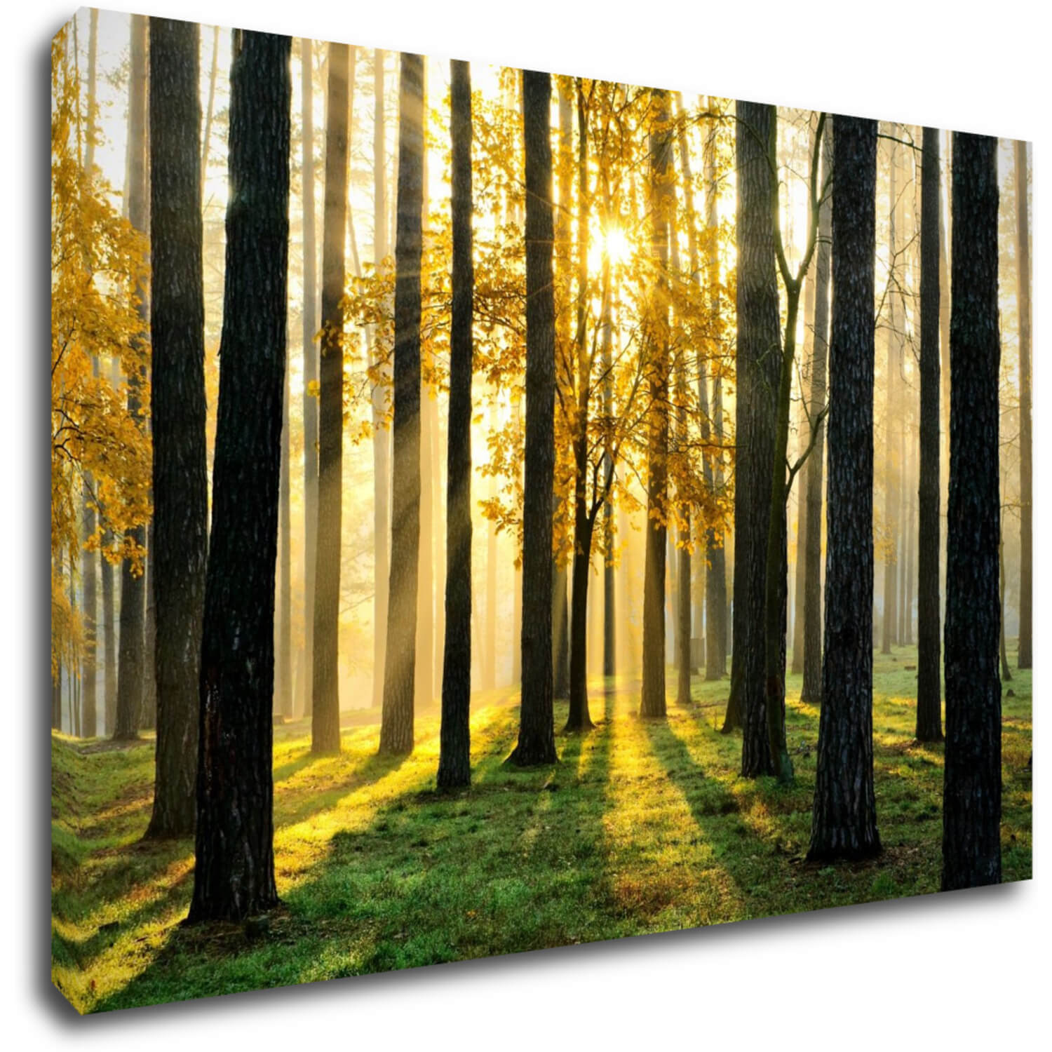 Bild Trees and sunshine - 60 x 40 cm